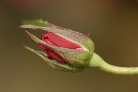 red color roses grow in the gardens の写真素材