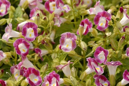 purple and white  color flowers grow in the gardens の写真素材