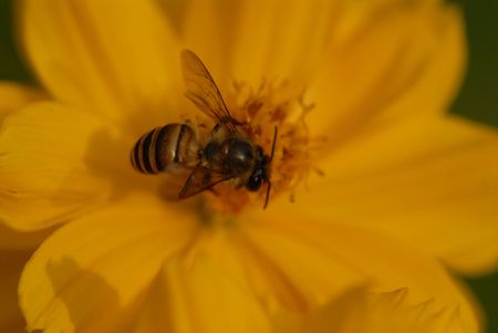 bee and yellow Flower in the park