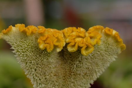 yellow color flowers grow in the gardens の写真素材