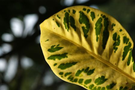 yellow and green color leaf in the gardens                    の写真素材