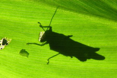    flowers and grasshopper inside the gardens                               の写真素材