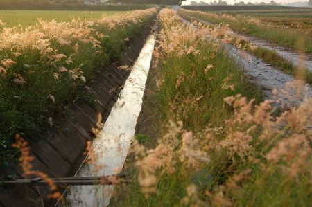 road and wild flowers in the countryside の写真素材