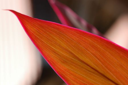 red color leaf inside the parks
