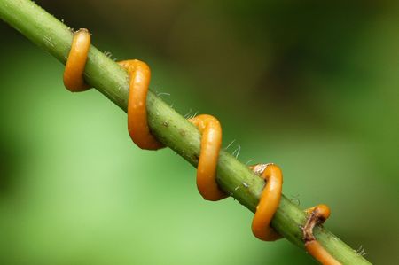            plants and canes inside the gardens                       の写真素材