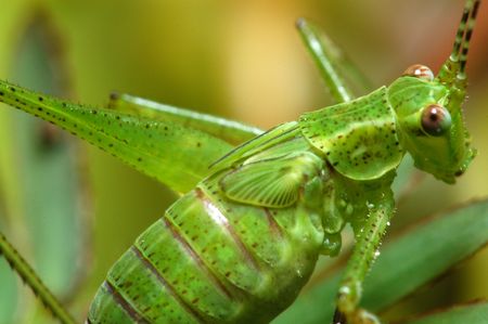 green grasshopper inside the gardens                                の写真素材