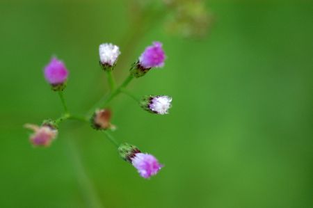 wild purple flowers in the gardens                                 の写真素材