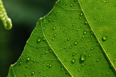 water droplets and green leaf