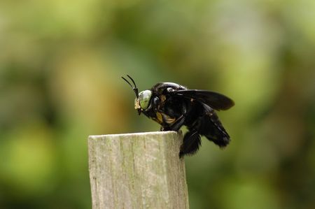 bee in the gardens の写真素材