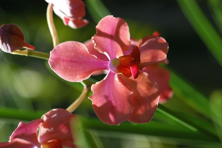 pink  color orchids flower in the gardens                               