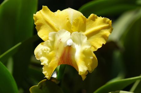 yellow color orchids flower in the gardens                                の写真素材