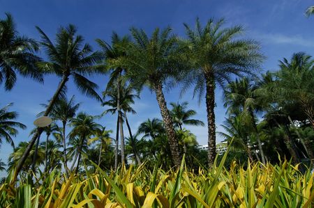 coconut trees at the seaside の写真素材