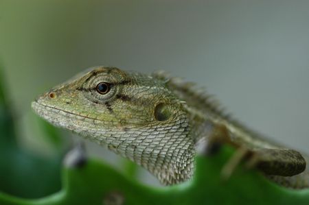 lizard in the gardens の写真素材