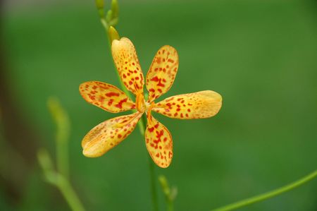 yellow beautiful flower in the gardens                                 の写真素材