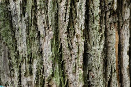 tree trunk in the gardens                                