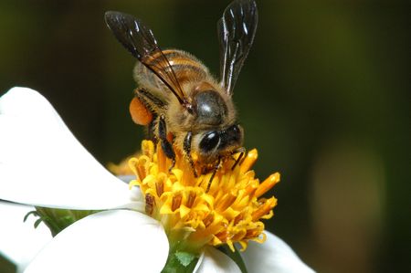 bee and flower in the gardens                                 