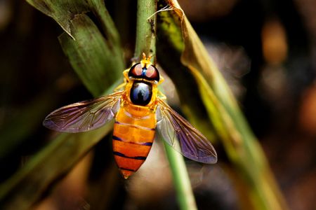 bee and plant in the gardens                           の写真素材