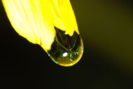 water droplet and flowerの写真素材