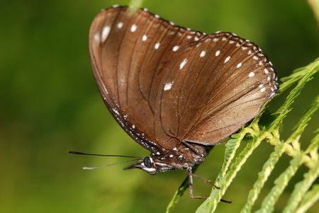 Beautiful butterfly and flowers in the gardens 