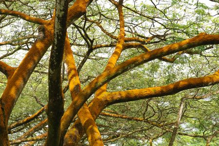 big trees at the road side の写真素材
