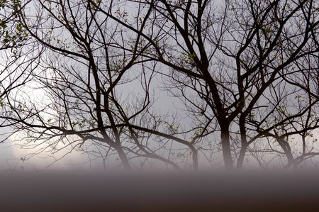 dried tree in the gardens                         の写真素材