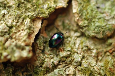 beetle in the parks                                 の写真素材