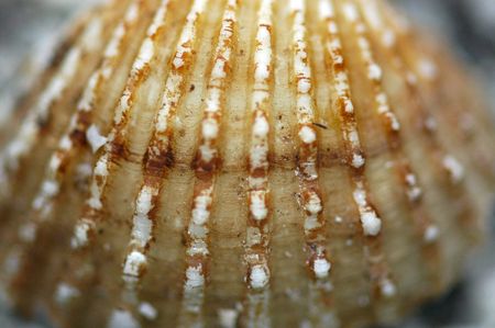 sea shell                                 の写真素材