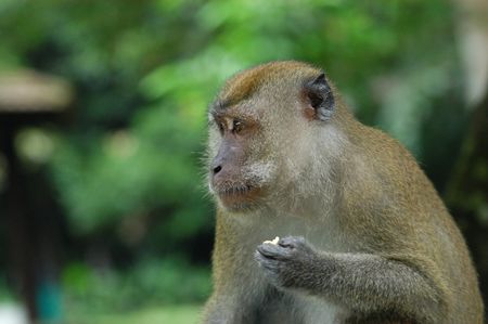 monkey eating in the parks 