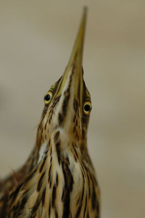 bird standing on the floor の写真素材