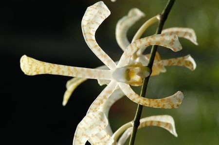 white color orchids in the gardens            の写真素材