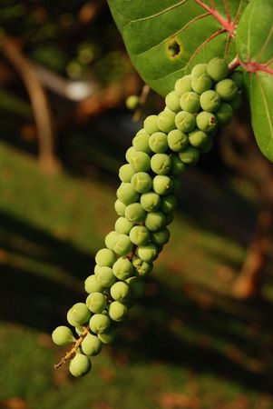gree tree fruit at the parks 