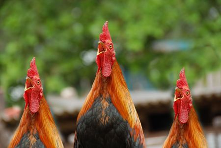 cock in the farms の写真素材