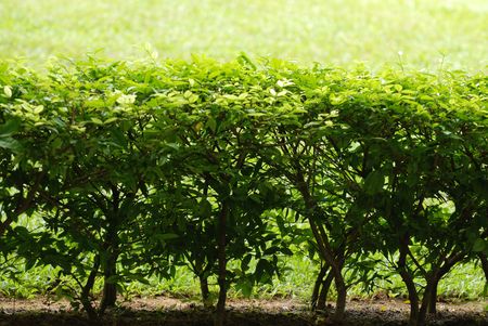 plants in the parks の写真素材