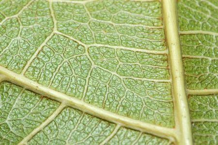 green dried leaf                                 