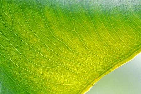 green leaf in the gardensの写真素材