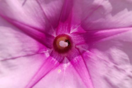 purple flower in the gardensの写真素材