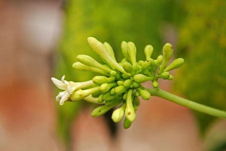 banana flower in the gardensの写真素材
