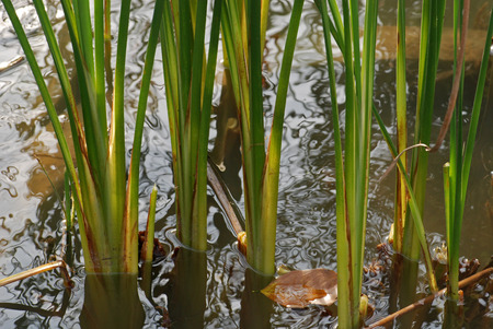 water plants in the pondsの写真素材