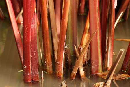 red water plant in the ponds