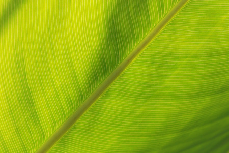 green banana leaf in the gardens