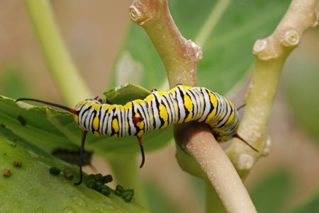 butterfly larva eating green leaf の写真素材