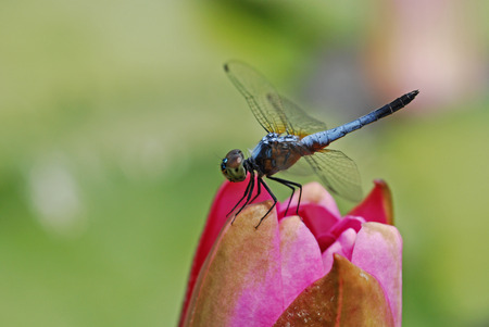 dragonfly and water lily