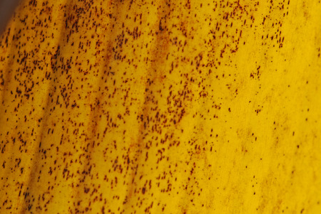 Yellow banana leaf in the parks の写真素材