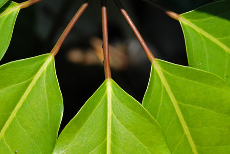 big green leaf in the parks