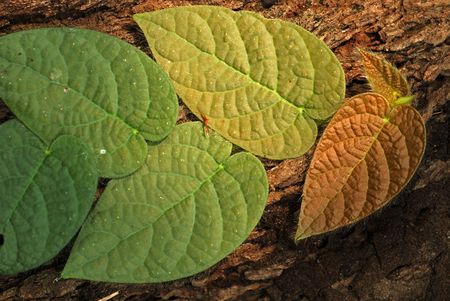 green leaf and tree trunk in the parksの写真素材
