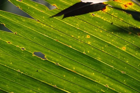 green leaf in the parks