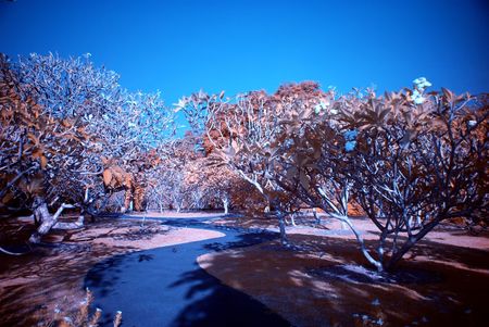 Infrared photo  tree in the parks の写真素材