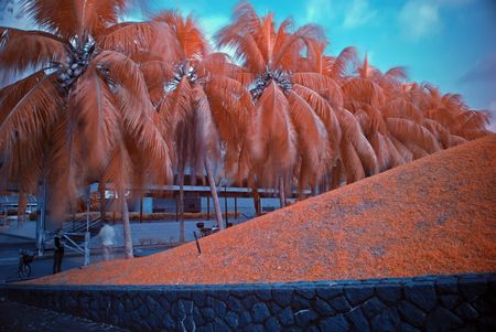 Infrared photo  coconut tree in the parksの写真素材