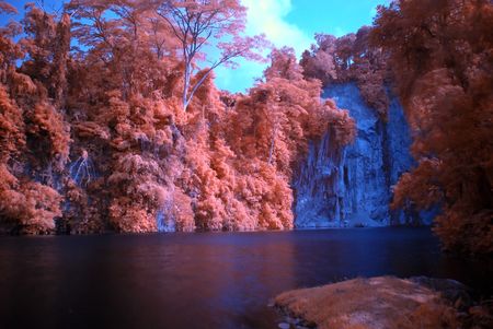 Infrared photo  plant and rock in the parks の写真素材