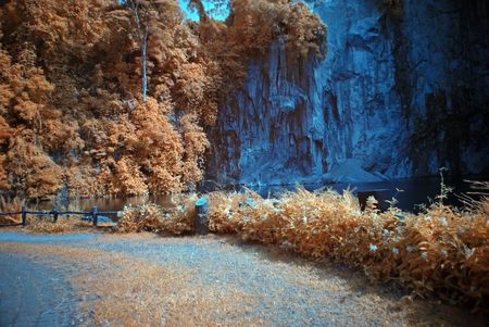 Infrared photo  plant and rock in the parks の写真素材